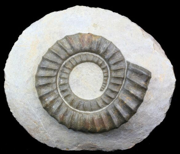 Anetoceras Ammonite From Morocco #41473